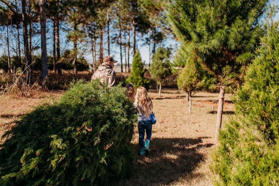 A dad and two girls hauling a fresh-cut Southern Cedar through the field
