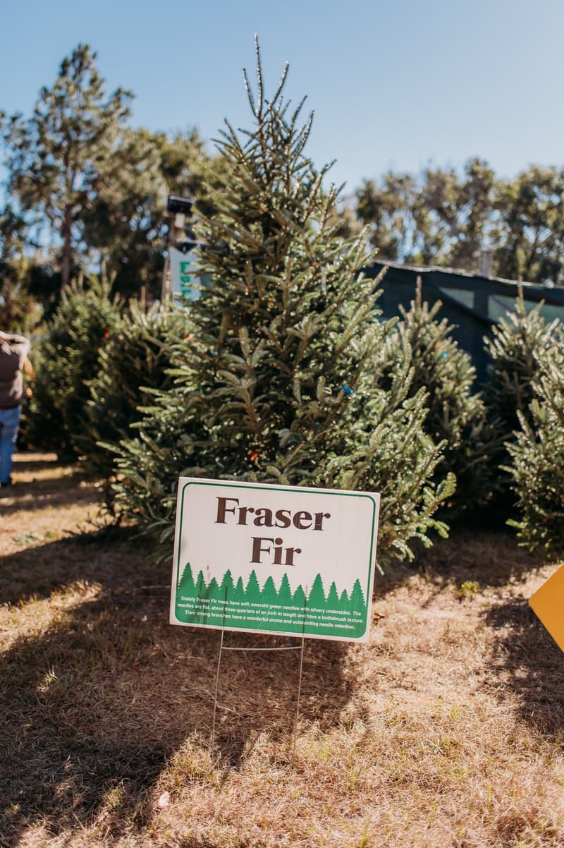 Fresh Fraser Fir trees standing behind a Fraser Fir sign at the farm