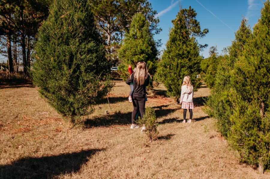 A mom and her girls choosing a tree between tall cedars