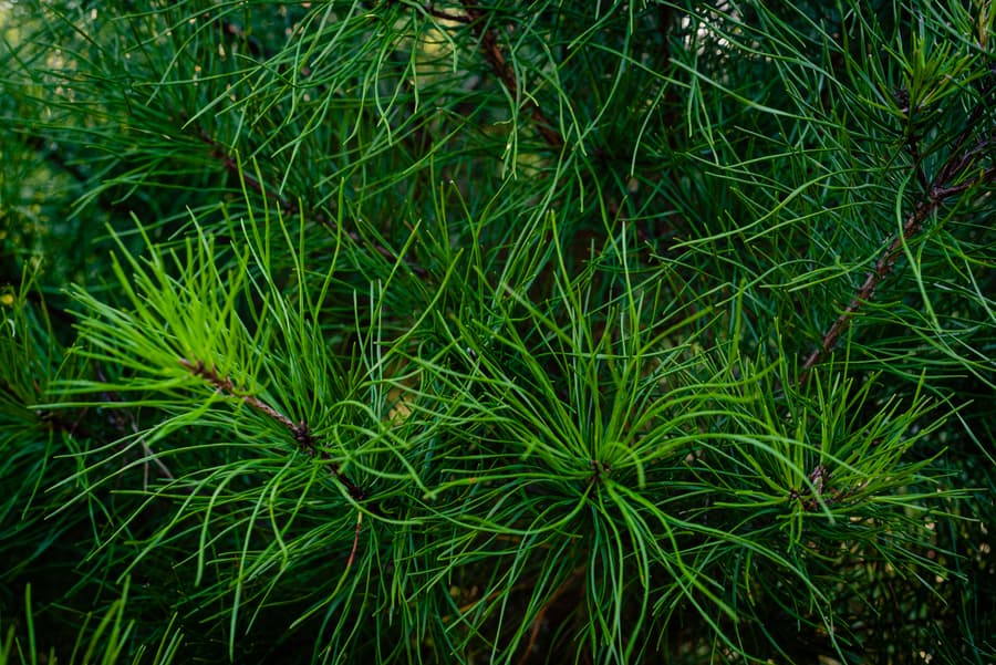 Close-up of soft green pine needles on a tree at Aimee's Acres